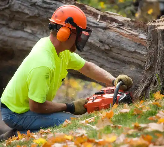 tree services Beach Haven West